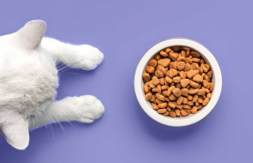 gato_ração
